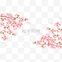 春天樱花纸条边框花瓣