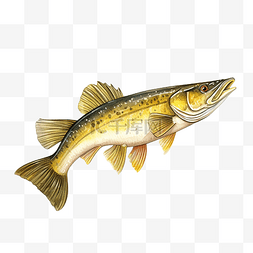 斑眼黄梭鱼或黄梭鱼侧视水彩
