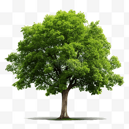 绿树