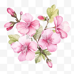 沉香树树叶图片_水彩粉红色花卉植物