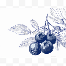 在树枝上画蓝莓