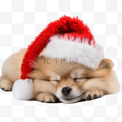 菲迪皮茨图片_圣诞节时，有趣的毛茸茸的博美犬