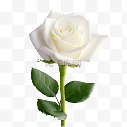 白玫瑰花蕾