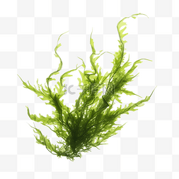 熱帶图片_水下植物海藻