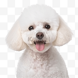 白色提示贵宾犬 狗 动物