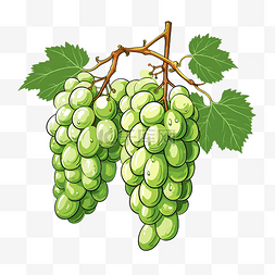 画一串葡萄和椭圆形的绿色浆果