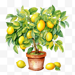 水彩柠檬树