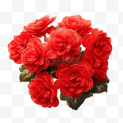 红色的花特写图片_秋海棠 永远盛开的红色花朵
