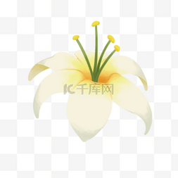 国潮简约图片_白色的百合花朵