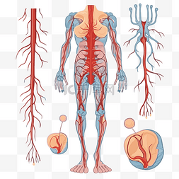 人体血管系统卡通中分离的神经剪
