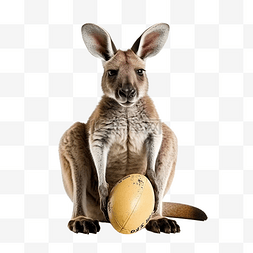 橄榄球 澳大利亚 袋鼠 小袋鼠
