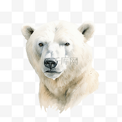 北极熊水彩图片_水彩白色北极熊
