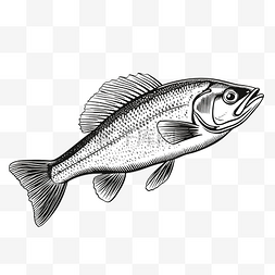 卡通画水彩图片_座头白鱼或 coregonus pidschian 鱼德国