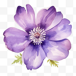 紫花风铃图片_水彩紫色花