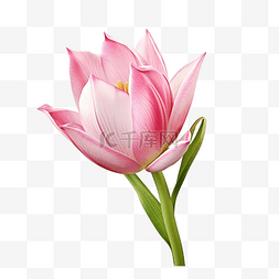 孤立的粉红色暹罗郁金香花