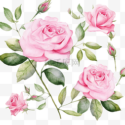 粉色英国玫瑰水彩花卉图案