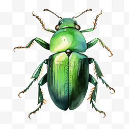 水彩绿甲虫
