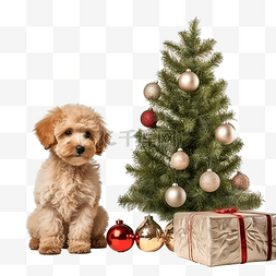 小宠物狗图片_圣诞夜，小宠物狗 balona 和一只 Mal