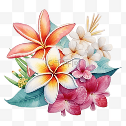 热带鸡蛋花贝壳海星异国情调的花