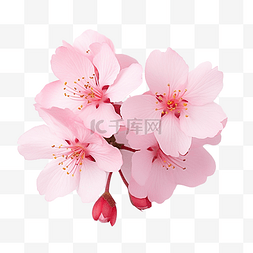 白色樱花图片_櫻花粉紅色的花朵