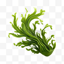 3d 海藻图