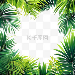绿叶边框夏日热带植物椰子树PNG素