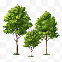 质感树木图片_质感茂密树木元素立体免抠图案