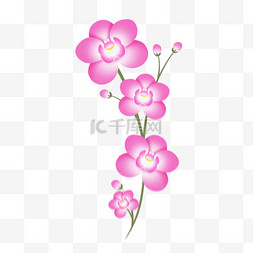 花瓣设计图图片_春季春天弥散风粉色兰花花朵植物