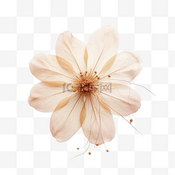 花朵标本图片_花朵标本元素立体免抠图案