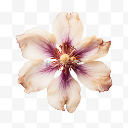 花朵标本元素立体免抠图案