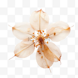 花朵标本图片_花朵标本元素立体免抠图案