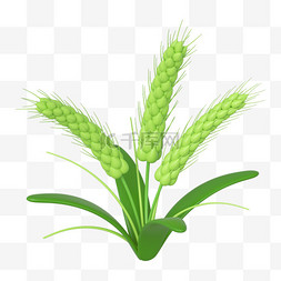 C4D小满小麦麦穗免抠元素