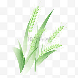 小麦用药图片_二十四节气小满麦穗装饰PNG素材