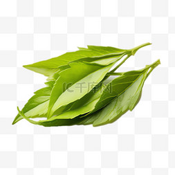 绿叶茶叶元素立体免抠图案