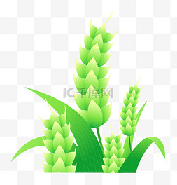 绿色麦子图片_24节气小满绿色麦穗设计