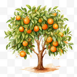 新会橘树图片_茂盛橘树元素立体免抠图案