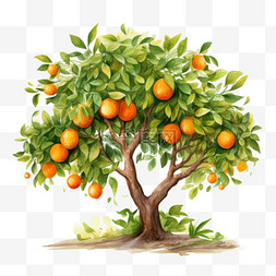 新会橘树图片_茂盛橘树元素立体免抠图案