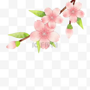 春天水彩手绘桃花png图片