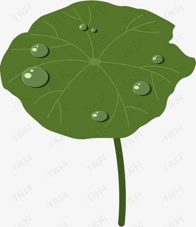 卡通露水荷叶装饰插画