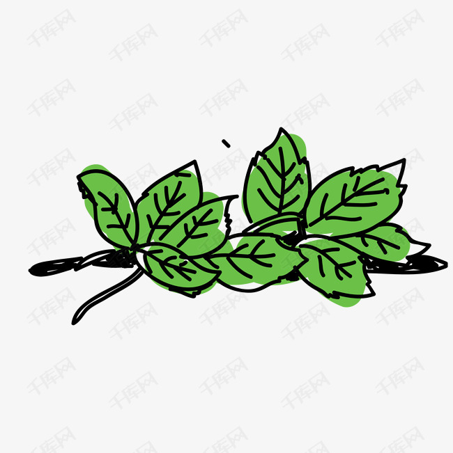 薄荷叶免抠速写png