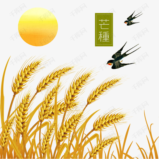 芒种稻谷插画元素