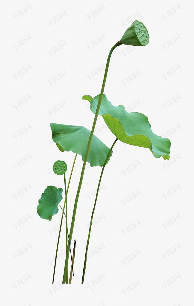 卡通绿色的荷叶莲子心