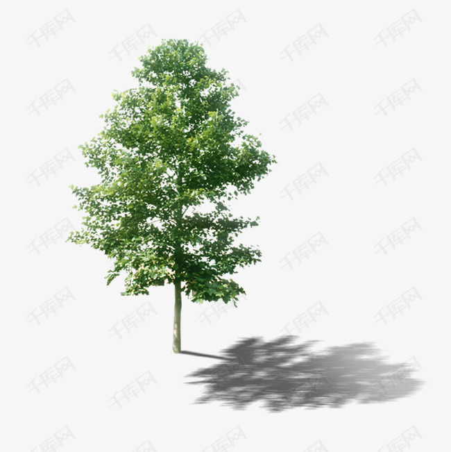 实物白桦树的素材免抠实物照片白桦树有阴影配景树中景树