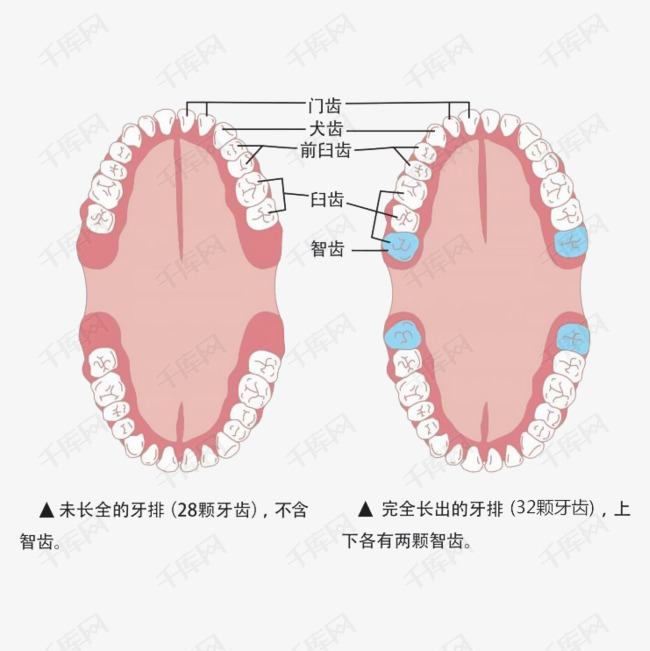 卡通口腔牙齿智齿简介插图免抠