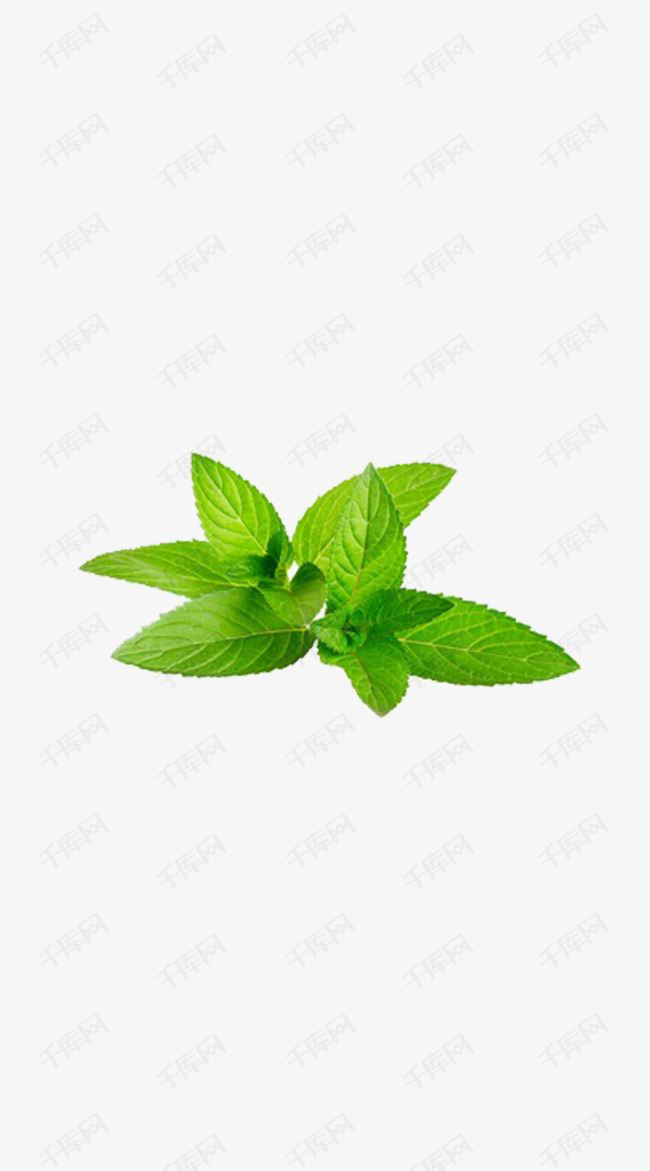 绿叶科技的产品介绍 ecabbf7a9856bd1f343d953181920643.jpg