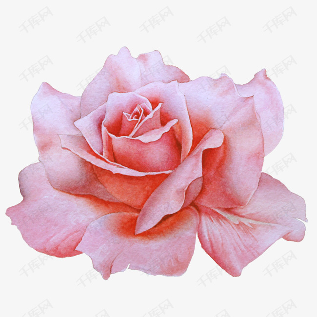 手绘粉色玫瑰花免抠图的素材免抠卡通手绘水彩小清新花朵粉色创意