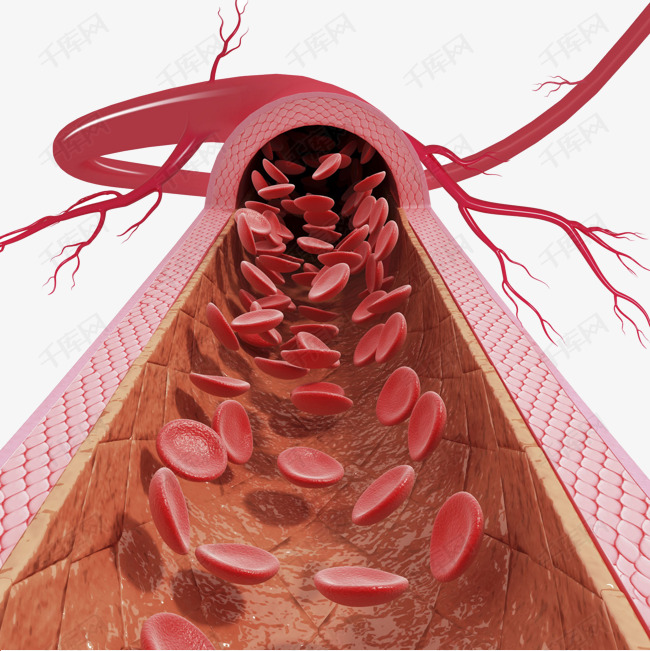 插画的素材免抠人体器官心动脉血管医学插画卫生保健医疗血液循环健康