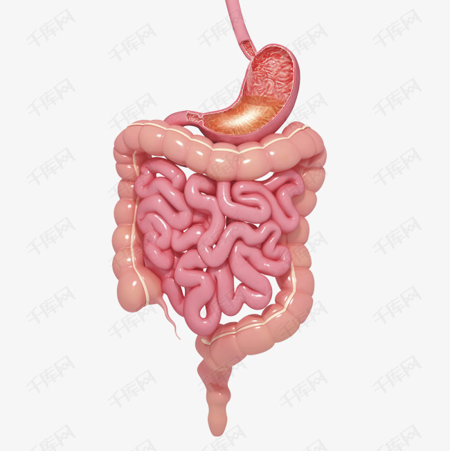 人体肠胃医学插画素材图片免费下载_高清png_千库网