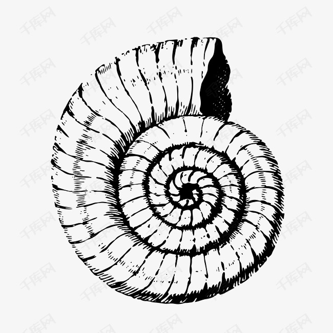 手绘矢量海螺纹理