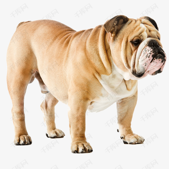 卡通哈巴狗免抠图